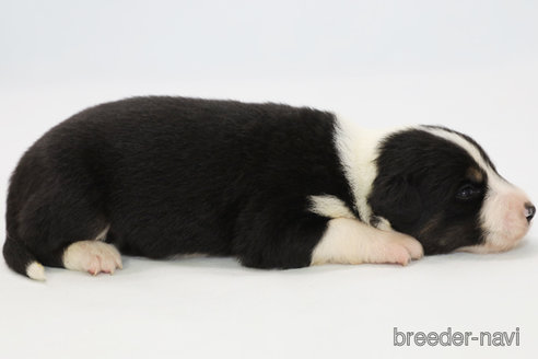 成約済の神奈川県のボーダーコリー-342035の4枚目